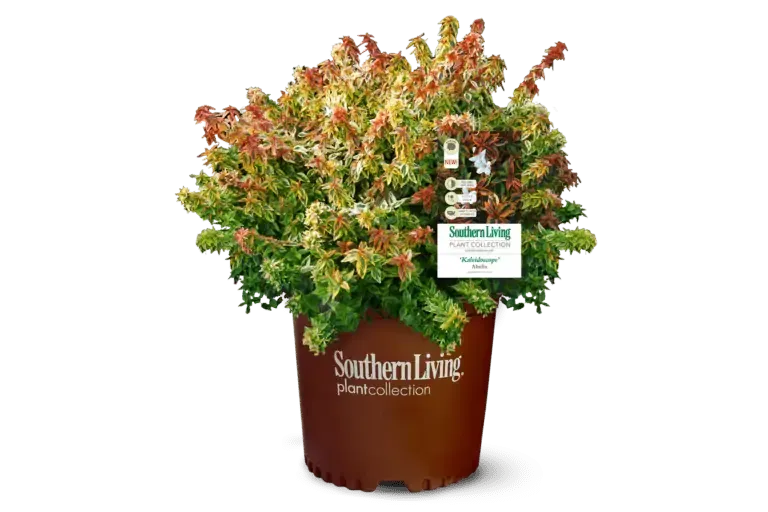 Abelia Kaleidoscope 7g