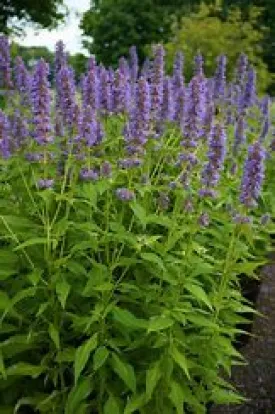 Agastache Blue Fortune 1gal