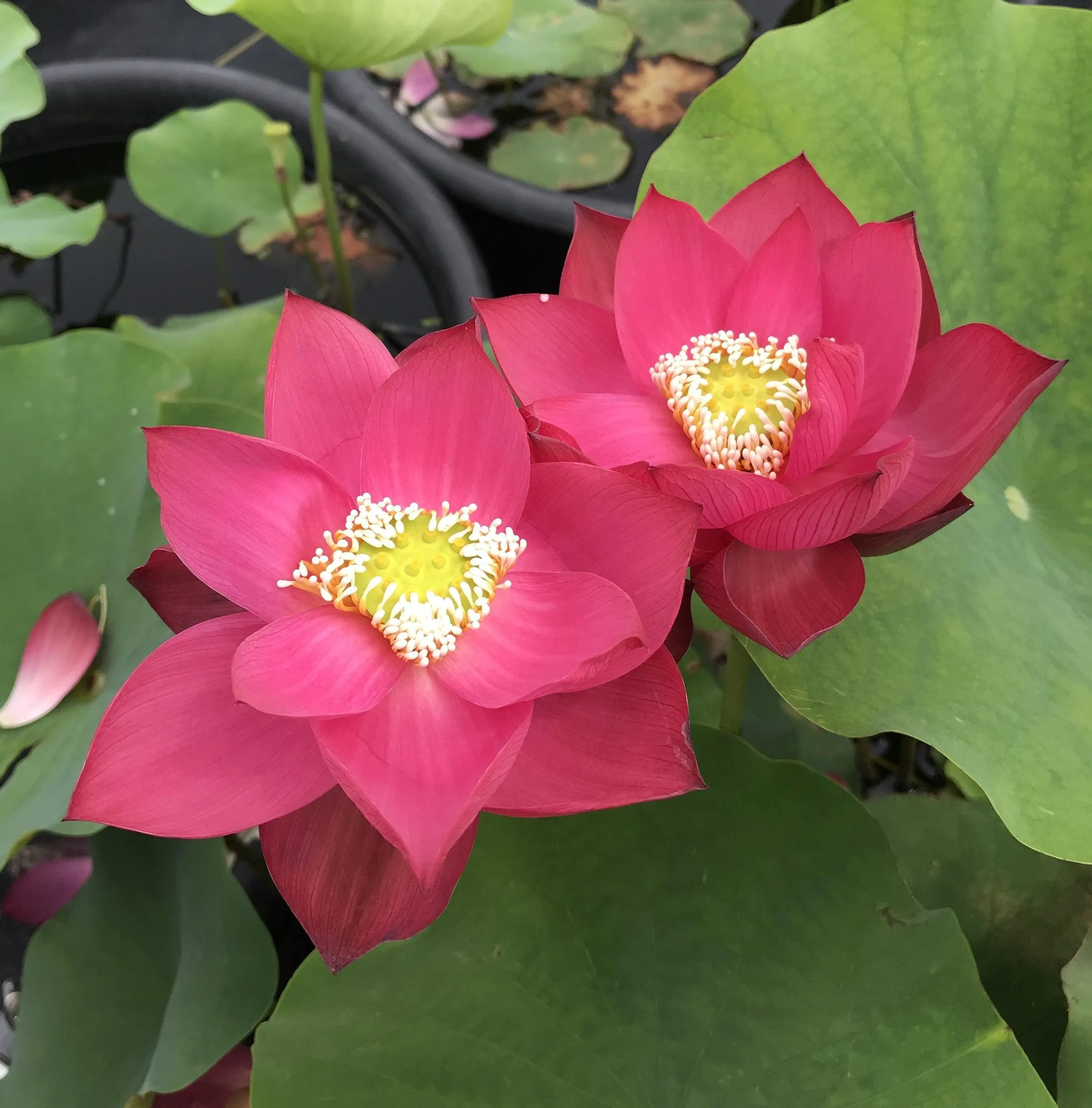 Chinese Red Shanghai - Glorious Red Lotus (Bare Root)