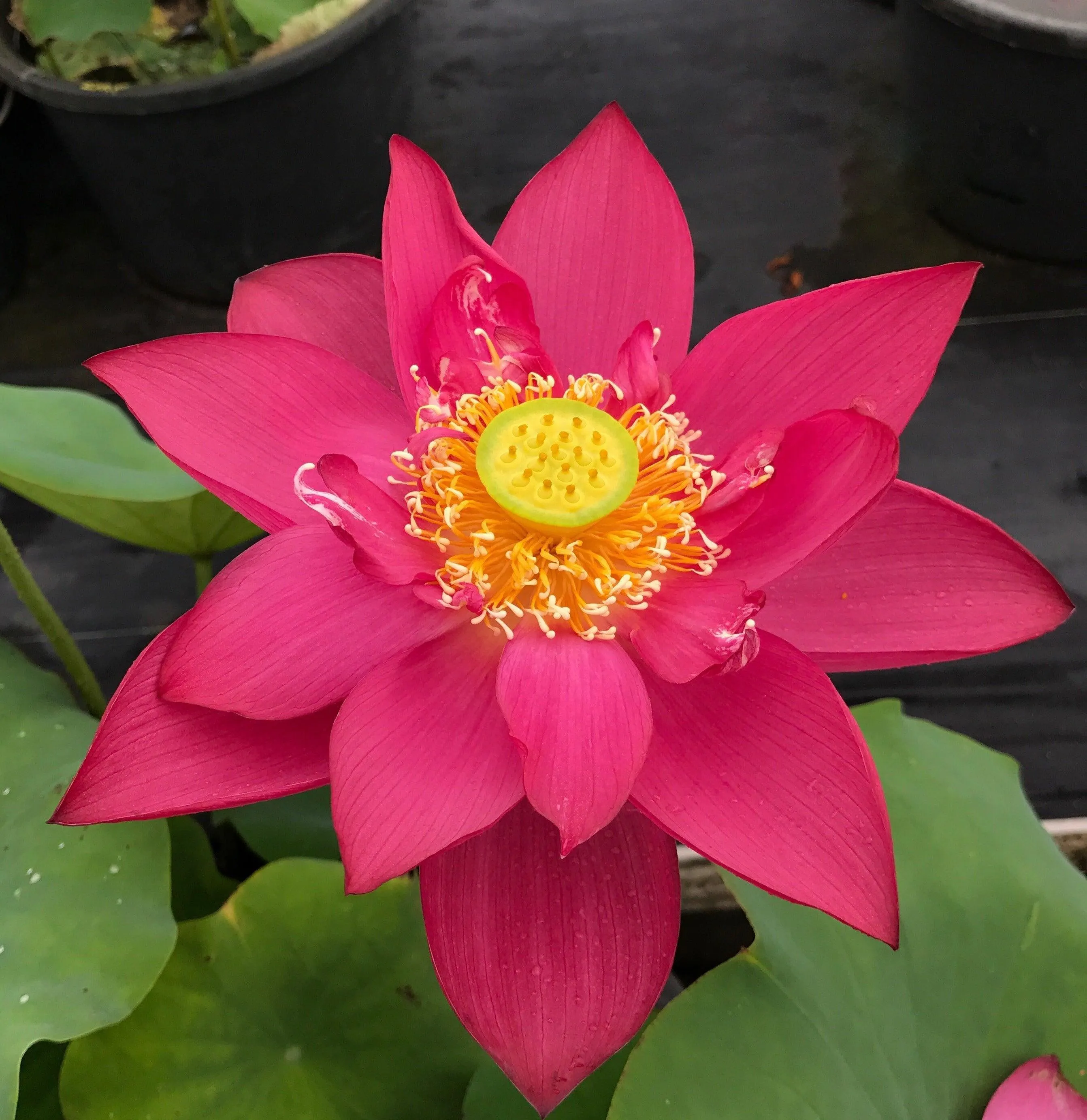 Chinese Red Shanghai - Glorious Red Lotus (Bare Root)