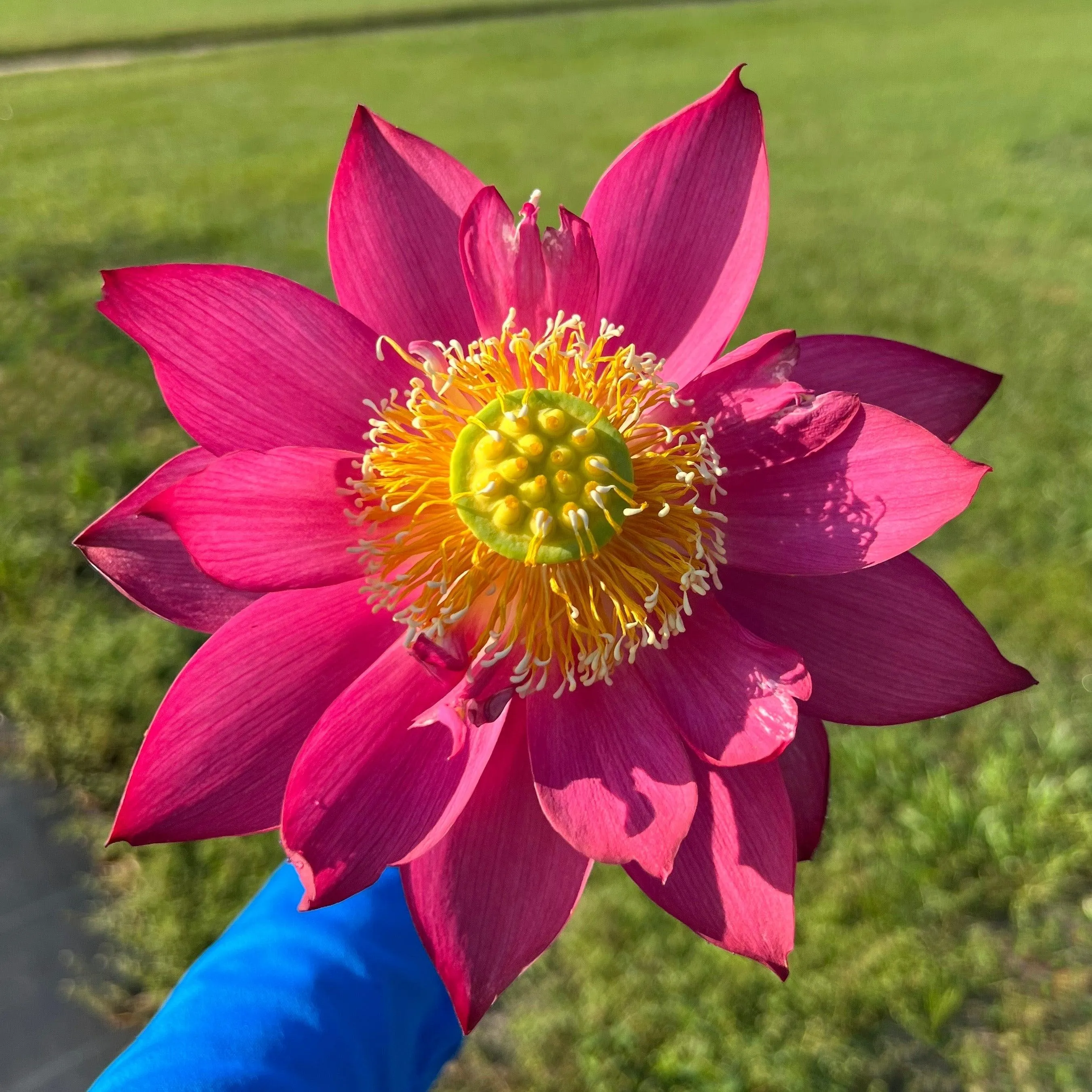 Chinese Red Shanghai - Glorious Red Lotus (Bare Root)