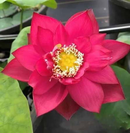 Chinese Red Shanghai - Glorious Red Lotus (Bare Root)