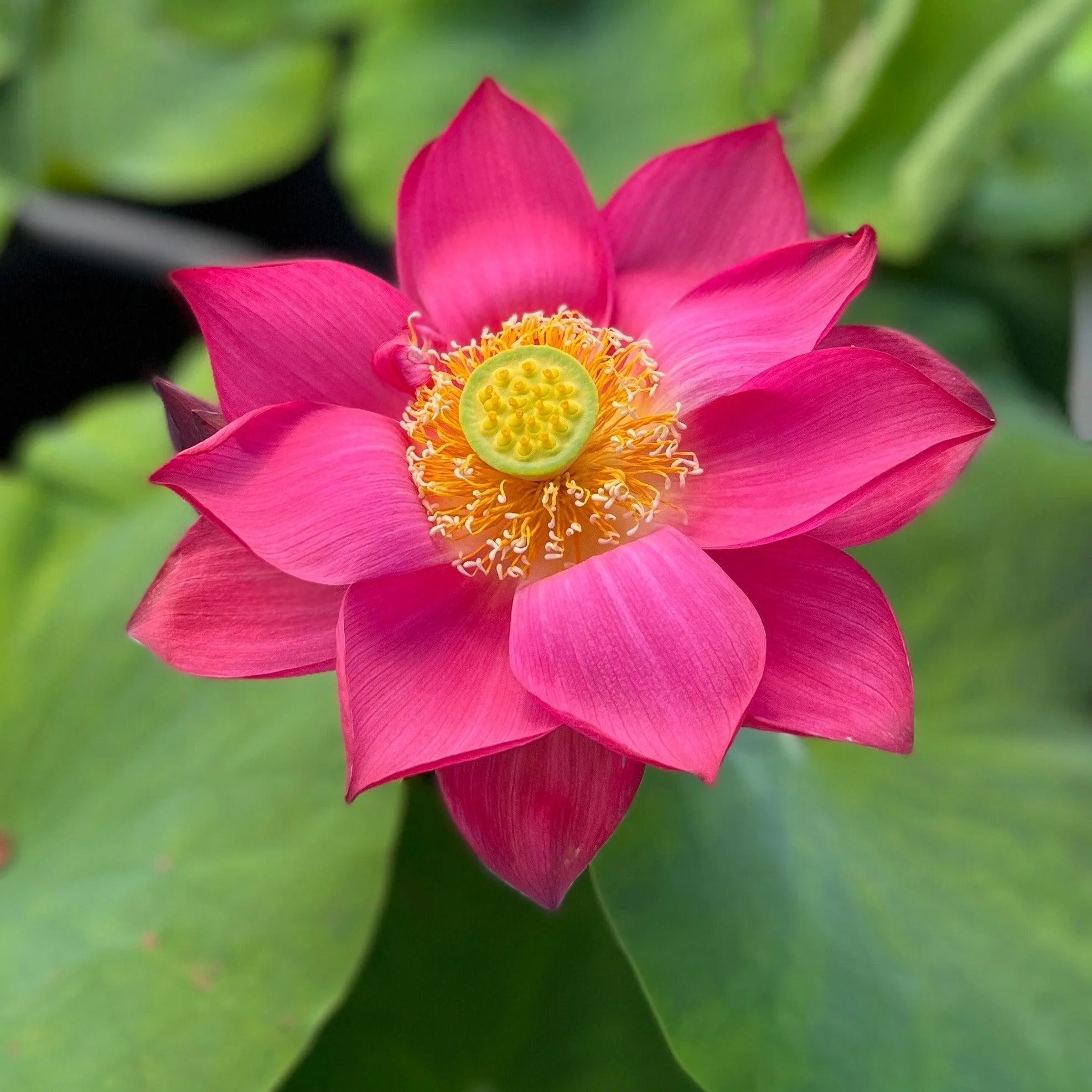 Chinese Red Shanghai - Glorious Red Lotus (Bare Root)