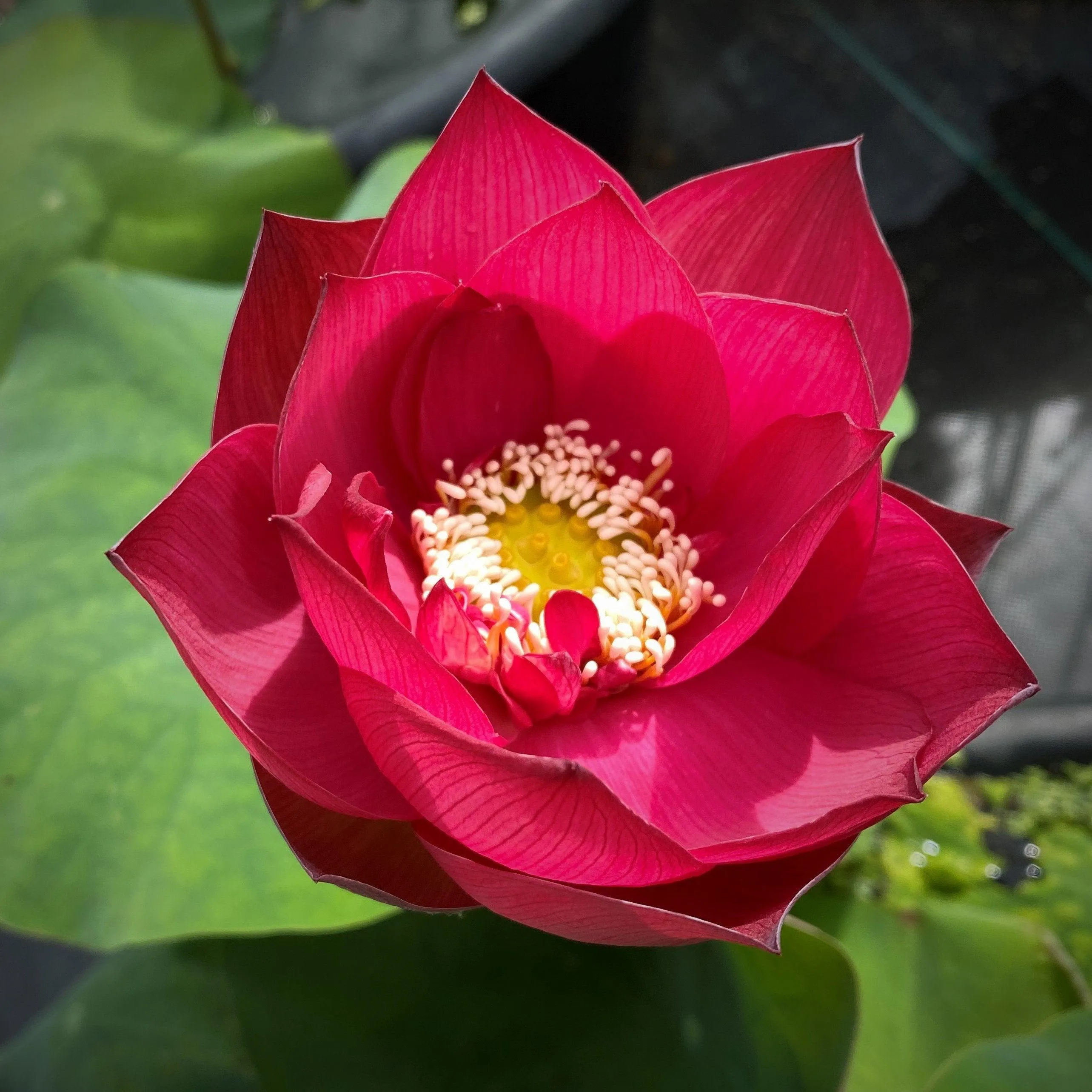 Chinese Red Shanghai - Glorious Red Lotus (Bare Root)