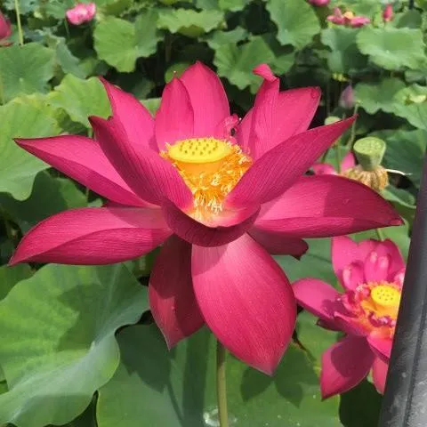 Chinese Red Shanghai - Glorious Red Lotus (Bare Root)