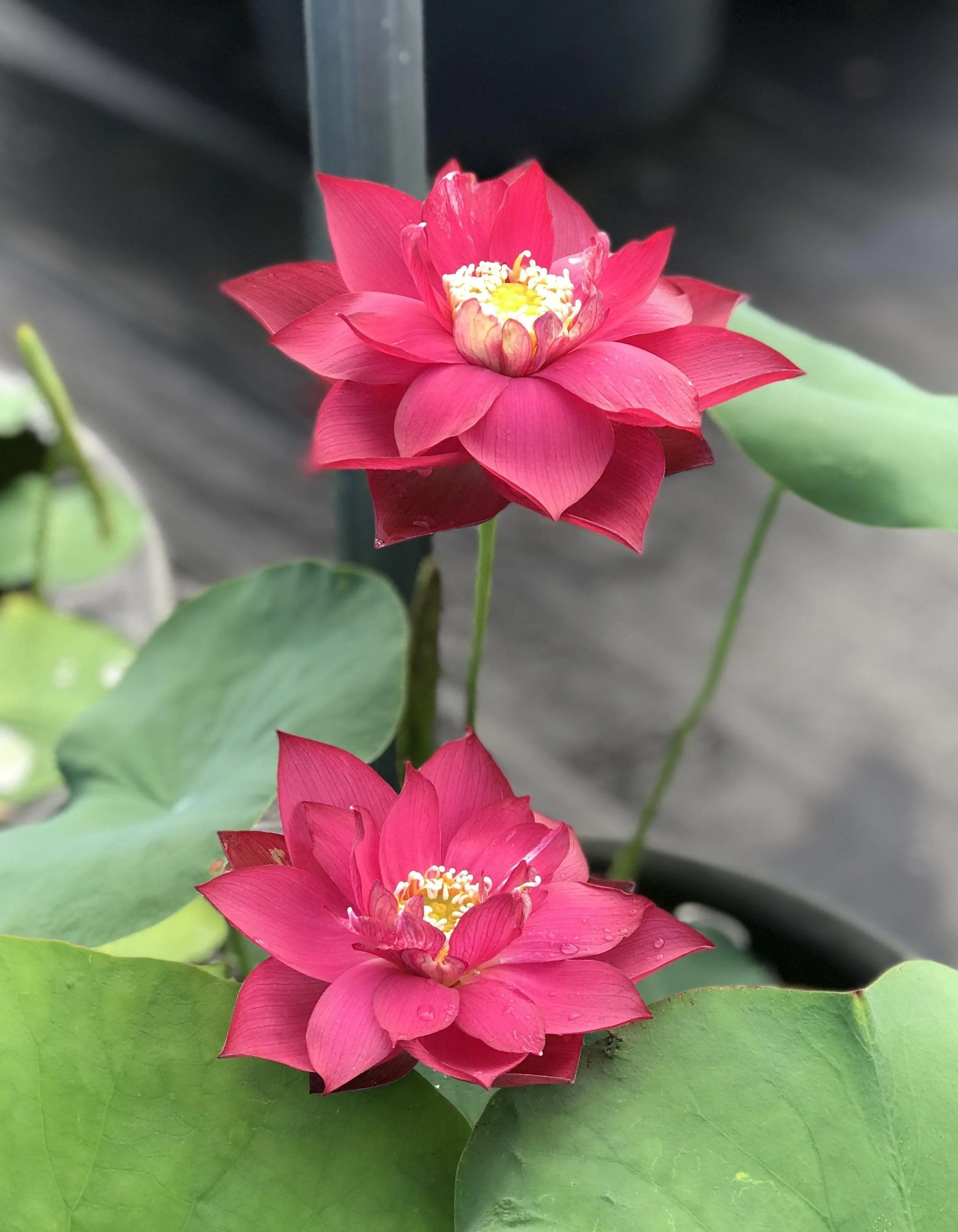 Chinese Red Shanghai - Glorious Red Lotus (Bare Root)